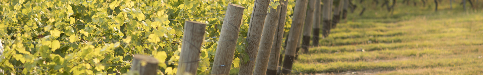 Chapel Down - credit Chapel Down.jpg